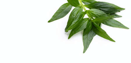 Kariyat or Andrographis paniculata green leaves on white background.の写真素材