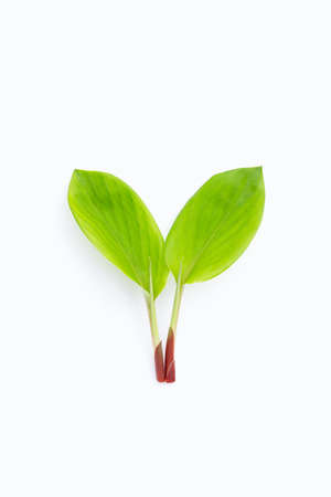 Fingerroot leaves on white background.の写真素材