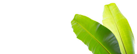 Banana leaves on white background.の写真素材