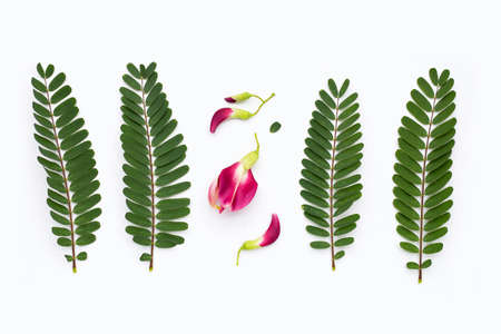 Sesbania Grandiflora red flower on white backgroundの写真素材