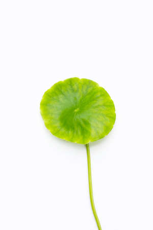 Fresh green centella asiatica leaf on white background.