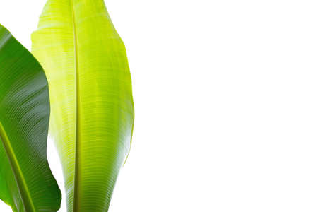 Banana leaves on white background.の写真素材