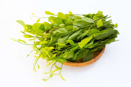 Melientha suavis pierre leaves in bamboo basket on white background.の写真素材