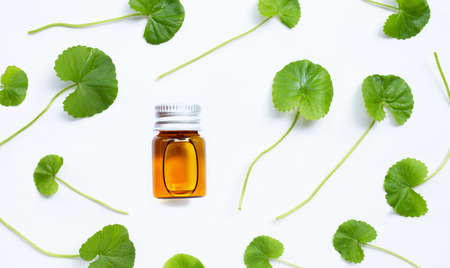 Essential oil with gotu kola leaves on white background.の写真素材