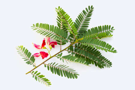 Sesbania Grandiflora red flower on white background.の写真素材