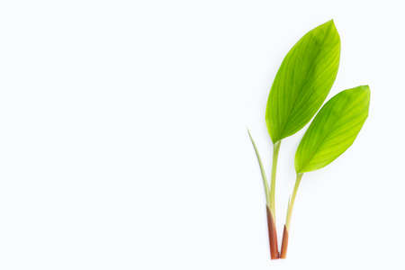 Finger root leaves on white background.の写真素材