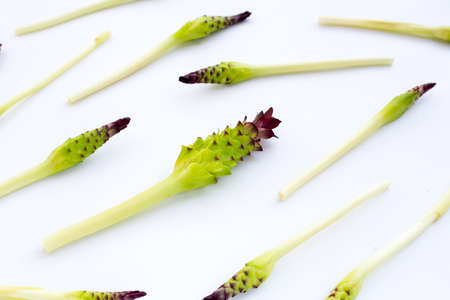 Curcuma sessilis flower on white background.の写真素材