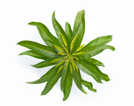 Mango leaves on white background.の写真素材