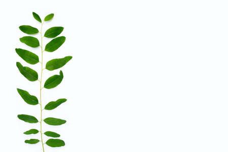 Eucalyptus leaves on white background.の写真素材