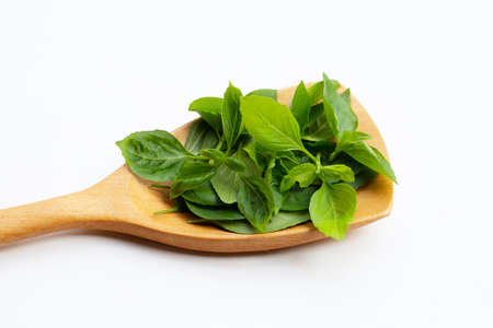 Sweet basil leaves on wooden spatula on white background.の写真素材