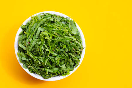 Young tamarind leaves in white bowl on yellow background.の写真素材