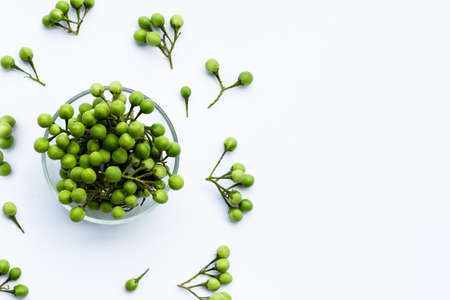 Turkey berry isolated on white backgroundの写真素材