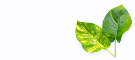 Golden pothos or devil's ivy leaves on white background.の写真素材