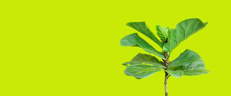 Ficus lyrate tree on green background.の写真素材