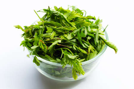 Young tamarind leaves on white background.の写真素材