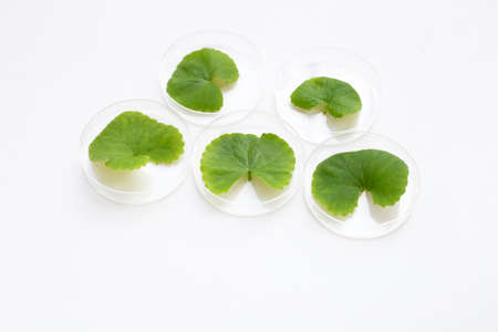 Fresh leaves of gotu kola in petri dishes on white background.