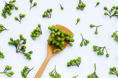 Turkey berry isolated on white backgroundの写真素材