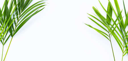 Tropical palm leaves on white background.の写真素材