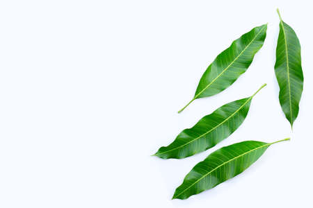 Top view of mango leaves on white background.の写真素材