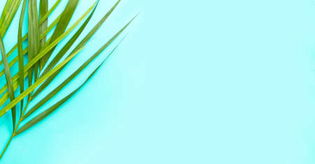 Tropical palm leaves on blue background.の写真素材