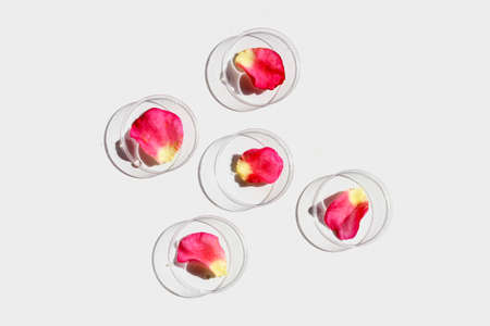 Rose petals in petri dishes on white background.の写真素材