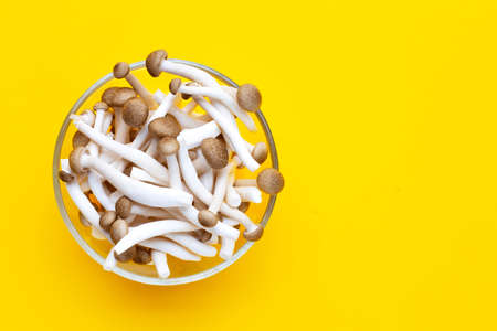 Brown beech mushrooms, Shimeji mushroom, Edible mushroom on yellow background.の写真素材
