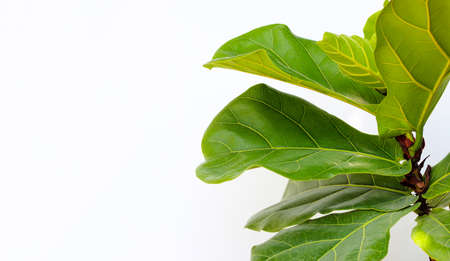 Ficus lyrate tree on white background.の写真素材