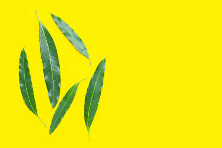 Tropical fruit, Mango leaves on yellow  background. Top view