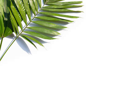 Green leaves of palm tree on white background.の写真素材