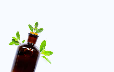 Essential oil bottle with holy basil leaves on white background.の写真素材