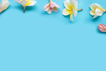 Plumeria flower on blue background.の写真素材