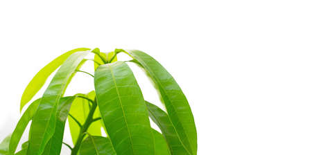 Mango leaves on white background.の写真素材