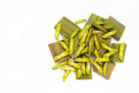 Fruit of Broken Bone tree on white background.の写真素材