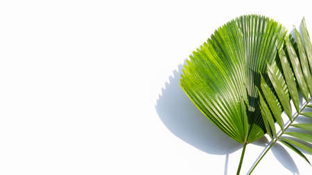 Green leaves of palm tree on white background.の写真素材