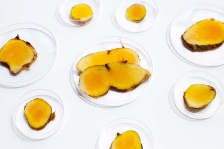 Phlai slices, Cassumumr ginger or zingiber montanum in petri dishes on white background.