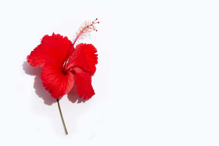 Beautiful red hibiscus flower in full bloom on white.の写真素材