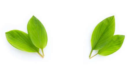 Frame made of finger root leaves on white background.