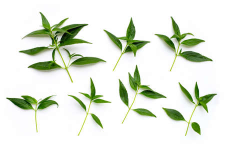 Kariyat or Andrographis paniculata green leaves on white background.の写真素材