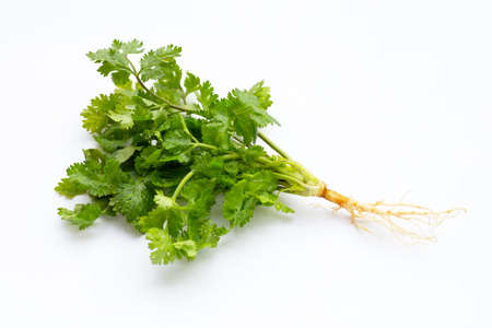 Fresh coriander on white background.の写真素材