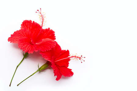 Beautiful red hibiscus flower in full bloom on white background.の写真素材