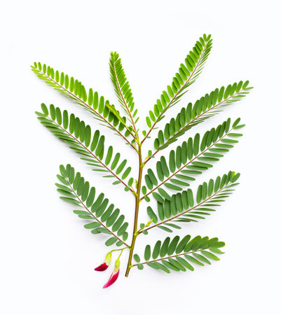 Sesbania Grandiflora on white background.