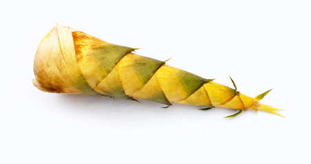 Bamboo shoot on white background.の写真素材