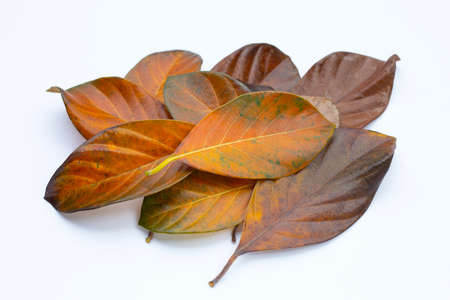 Dry leaves on white background