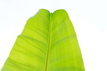Banana leaves on white background.の写真素材