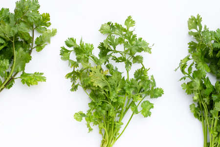 Fresh coriander leaves on white background.の写真素材