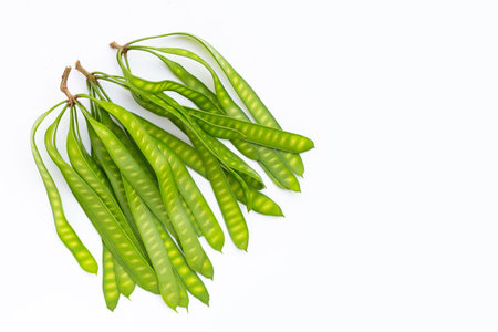 Young fruit of Leucaena leucocepphala on white background.の写真素材