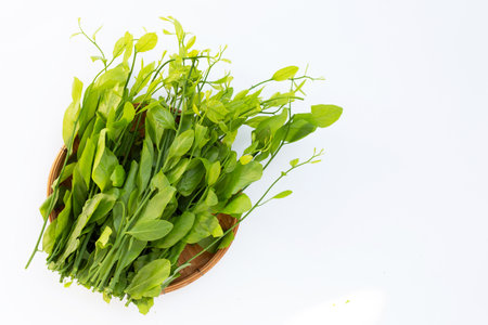 Melientha suavis pierre leaves in bamboo basket on white background.の写真素材