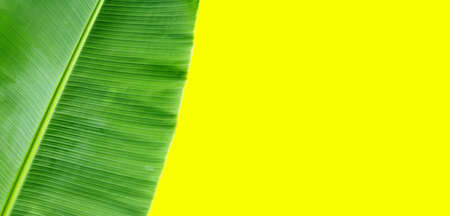 Banana leaf on yellow background.の写真素材