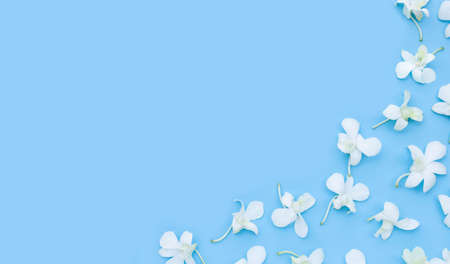 Beautiful white orchid flowers on blue background.の写真素材