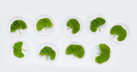Fresh leaves of gotu kola in petri dishes on white background.の写真素材